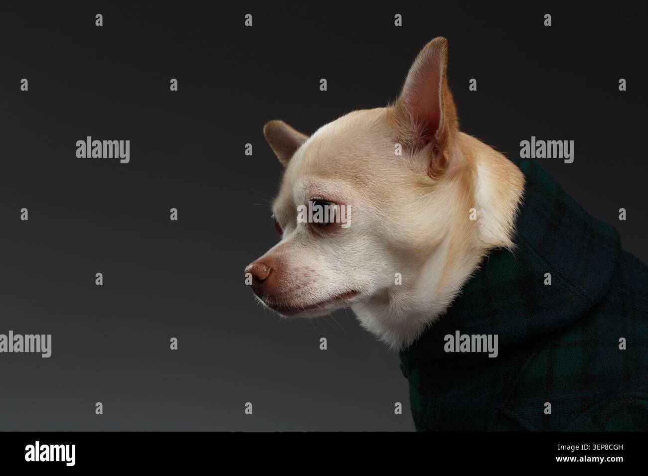 Nahaufnahme Porträt des Chihuahua Hundes in stilvoller Kleidung. Blauer Hintergrund Stockfoto