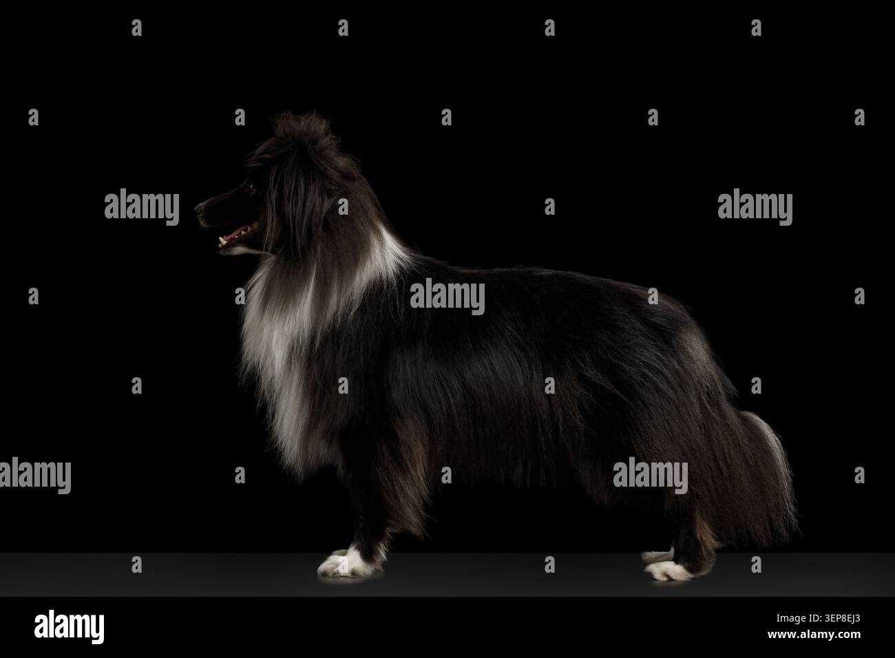 Shetland Sheepdog steht in Profilansicht auf schwarzem Hintergrund, Ganzkörper-Studio-Porträt Stockfoto