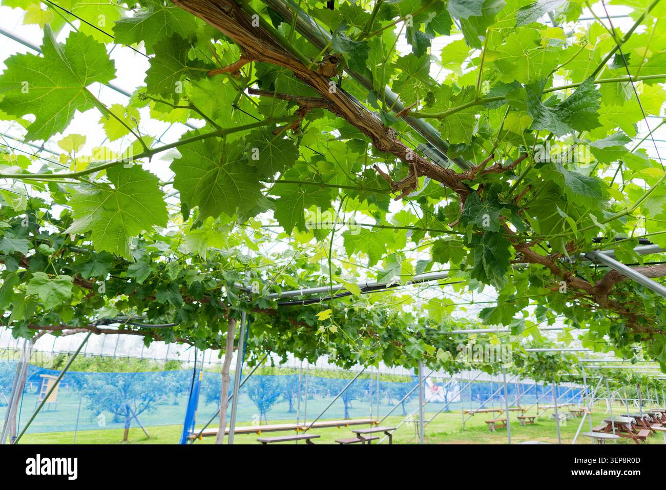 Gesunder Weingarten-Baldachin im Frühsommer, Reben vor der Frucht in der japanischen Orchard-Landwirtschaft Stockfoto