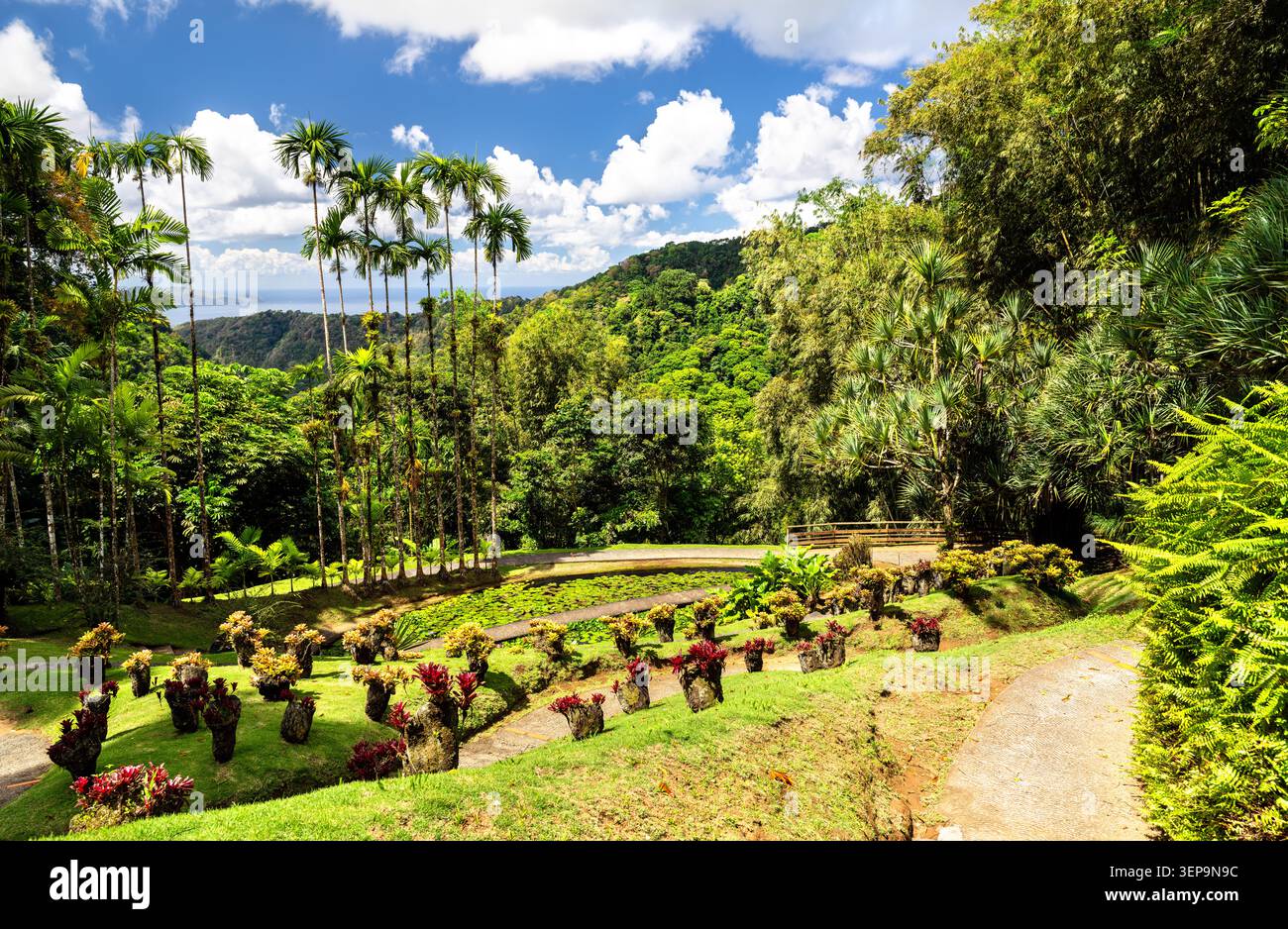 Malerische Landschaft des botanischen Gartens Jardin de Balata mit tropischen Pflanzen und Palmen mit Blick auf die grünen Hügel in Fort-de-France, Martinique, Karibik Stockfoto