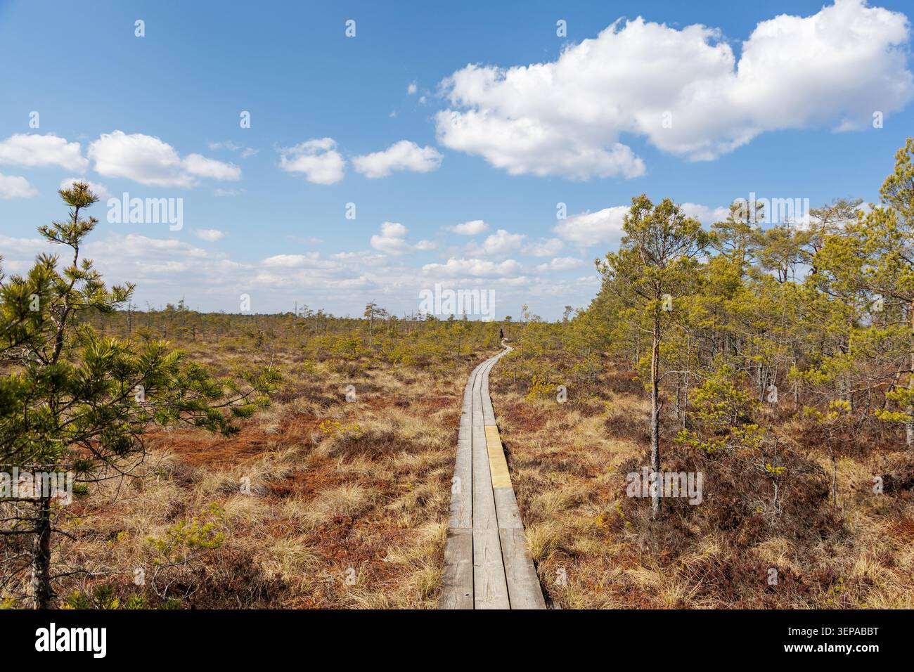 Perspektivischer Blick auf eine Linearplanke Promenade, die sich durch einen einzigartigen natürlichen Moorpark schlängelt. Stockfoto
