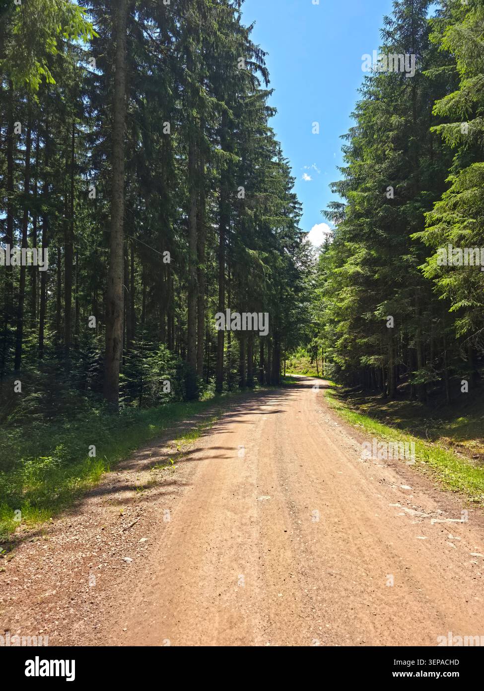 deutschland, weitläufige Waldlichtung öffnet sich zum blauen Sommerhimmel tief im bezaubernden Schwarzwald Stockfoto