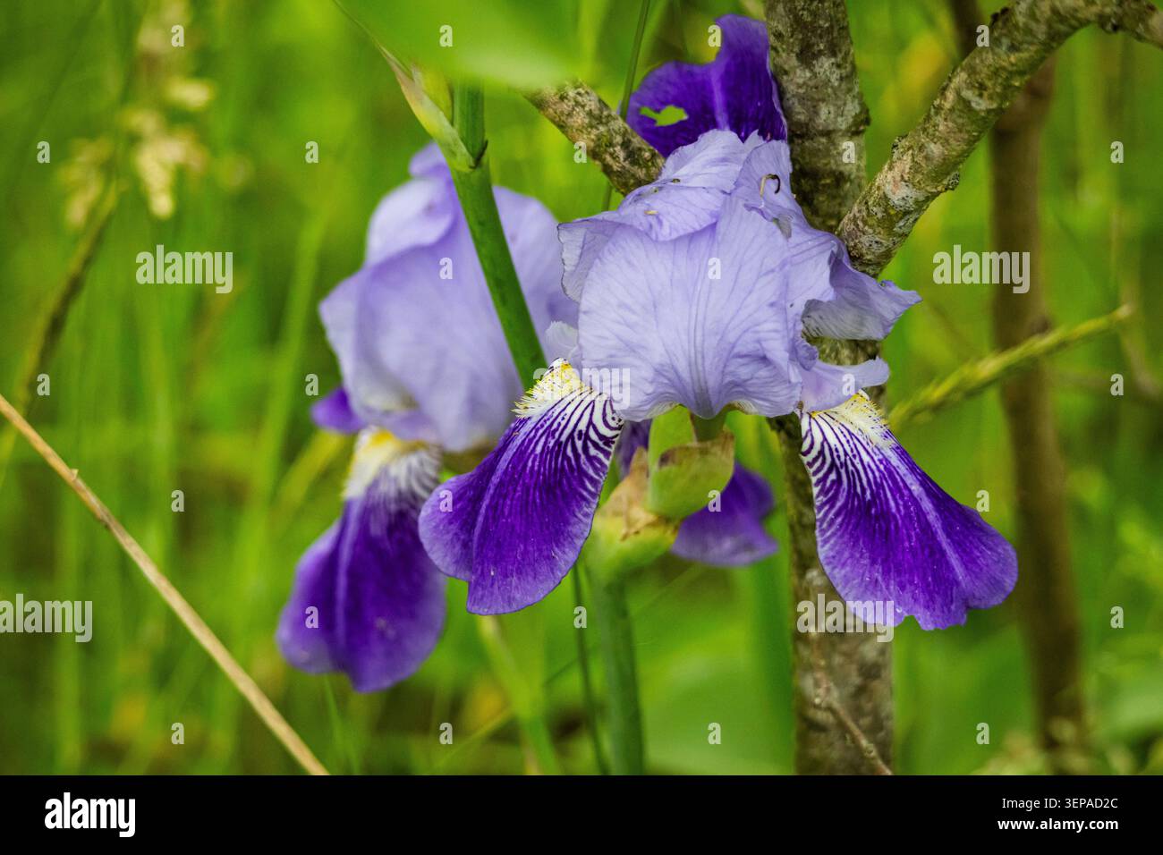 Violett-blaue Irisblüten mit Rüschenblättern und gestreiften Fällen blühen zwischen hohen Gräsern in der Nähe eines Baumstamms, die einen satten Waldfarbakzent und verleihen Stockfoto