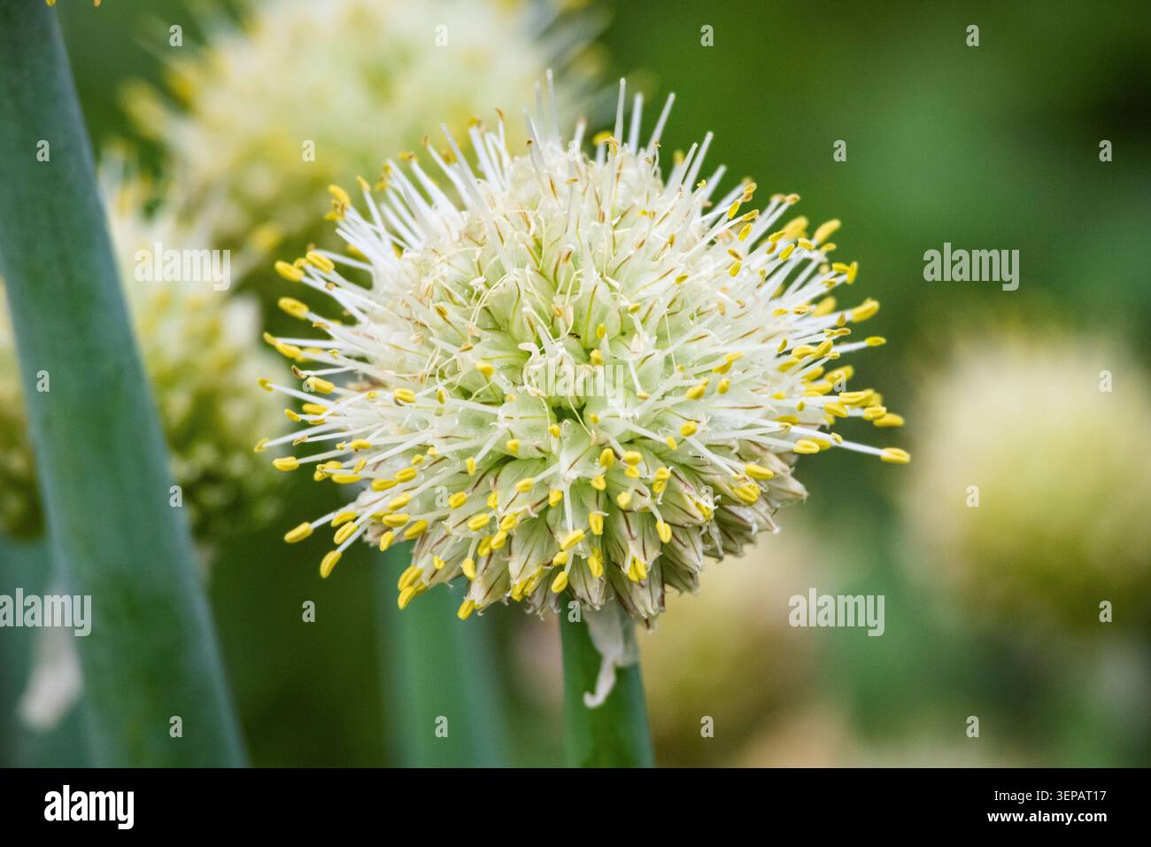 Der runde allium-Blumenkopf platzt mit hellen Filamenten, die mit gelben Anthern versehen sind. Sanftes Licht und cremiger Hintergrund betonen die ornamentale Struktur und Stockfoto