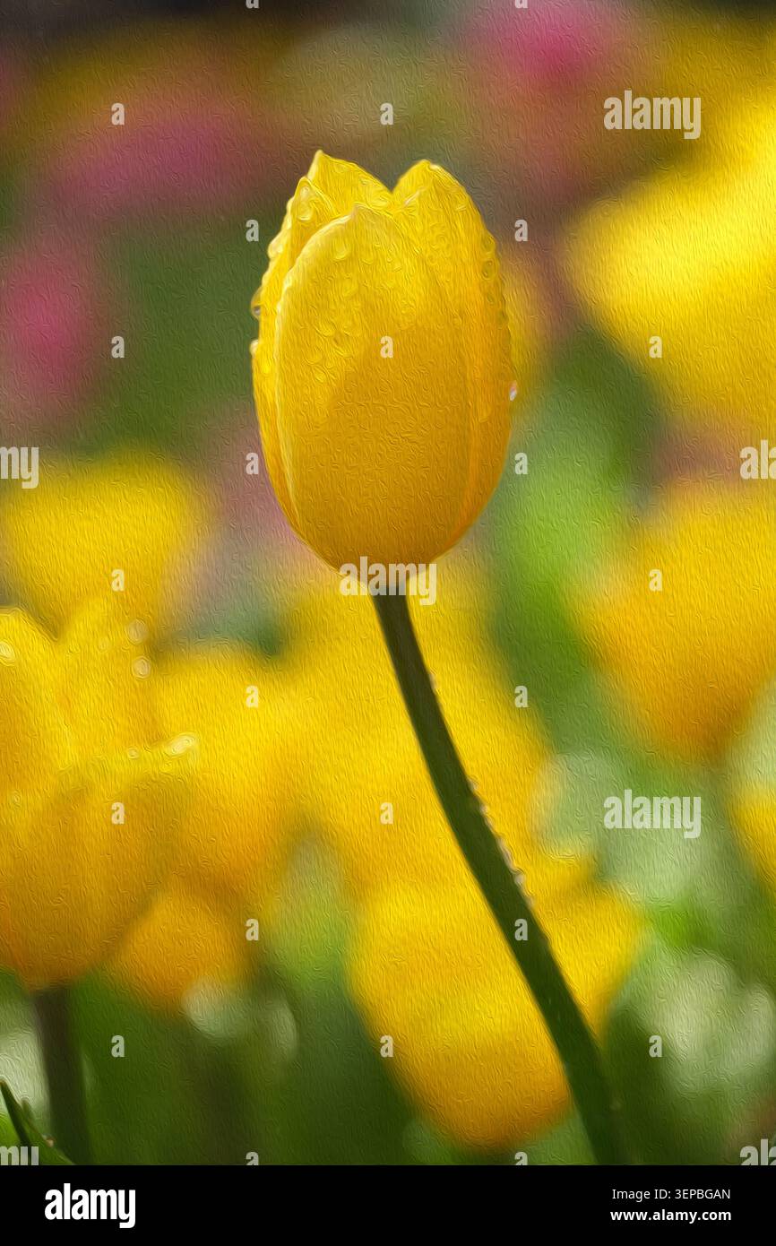 Vertikale abstrakte Ölmalerei, einzelne gelbe Tulpe mit Tautropfen, lebendiges fröhliches Frühlingsblumenporträt Stockfoto