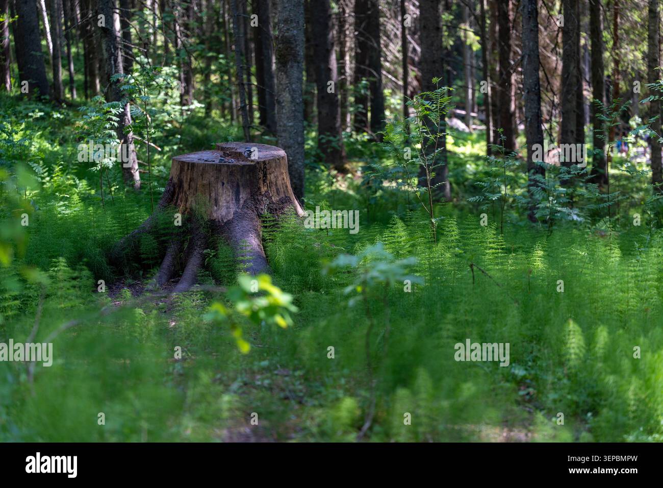 Ein verwitterter Baumstumpf steht zwischen dichten Farnen und hohen Stämmen in einer grünen Waldszene, mit weichem Sonnenlicht, das durch die Bäume filtert und verschwimmt Stockfoto