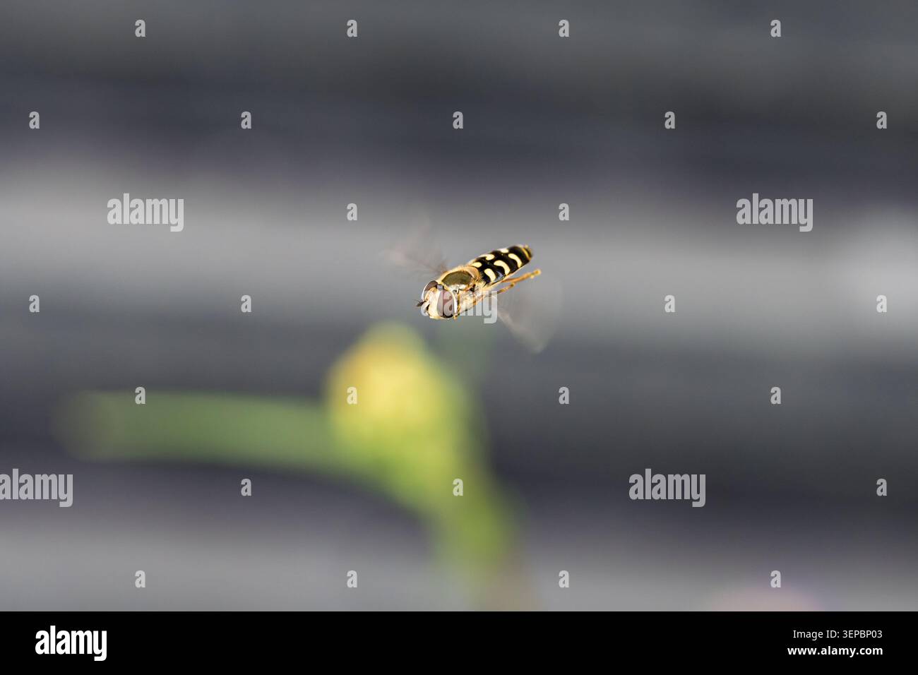Nahaufnahme eines gelb-schwarzen hoverfly, der mitten im Flug vor einem weichen, unscharfen Hintergrund aufgenommen wurde. Der gestreifte Bauch und der gemusterte Kopf des Insekts sind Sch Stockfoto