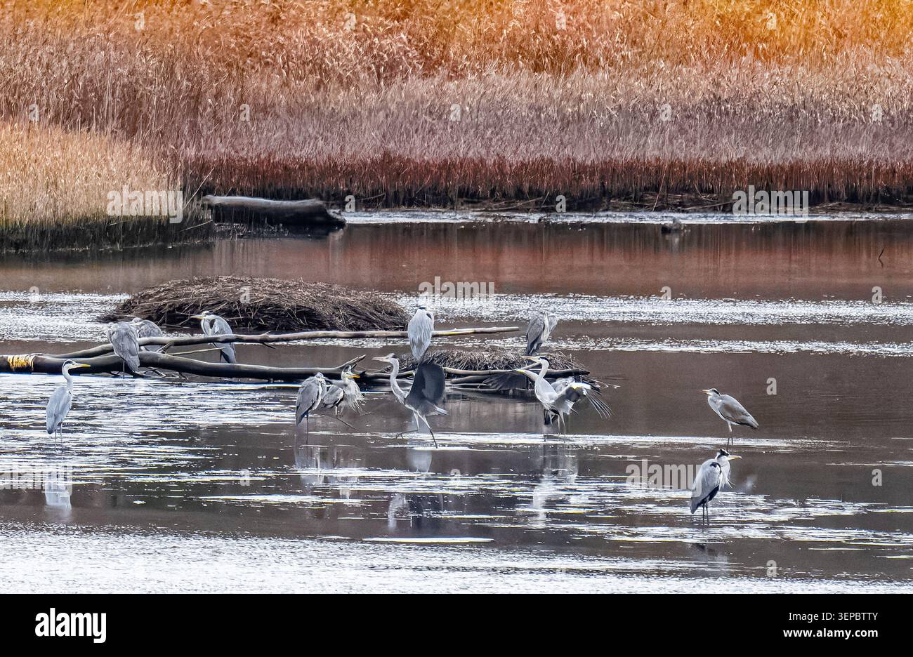 Viele Reiher haben sich in der Bucht versammelt und es ist leicht, zwischen ihnen zu kämpfen Stockfoto