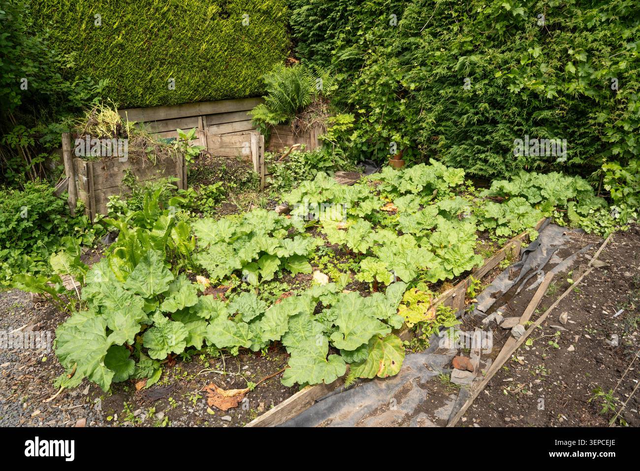 Kleingartengemüse mit üppigen Rhabarberblättern und Kompostierkorb in Cumbria, Lake District, England Stockfoto