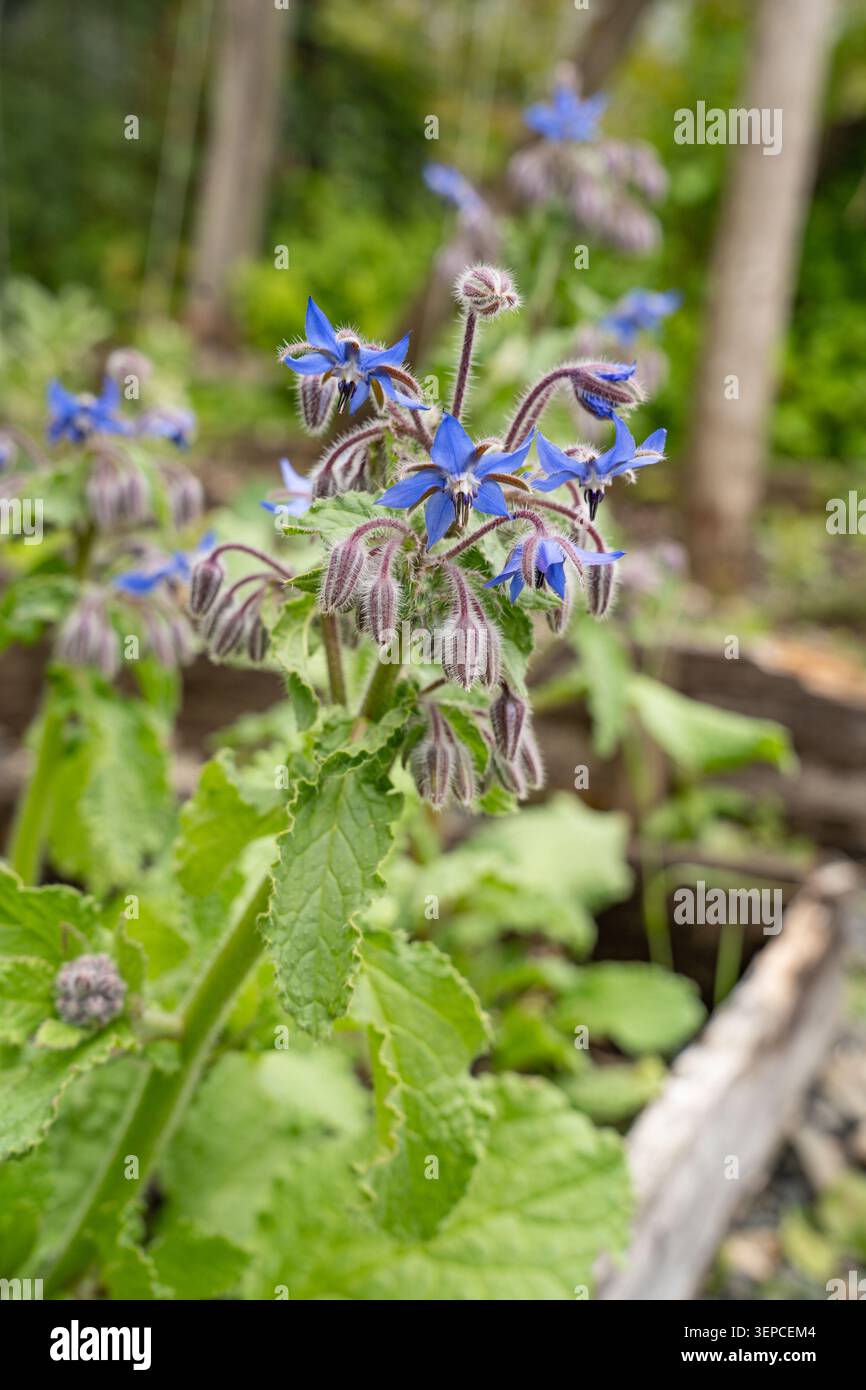 Borretschpflanzen mit leuchtend blauen sternförmigen Blüten wachsen in einem Cumbria Kleinod, Lake District, Juni 2026 Stockfoto