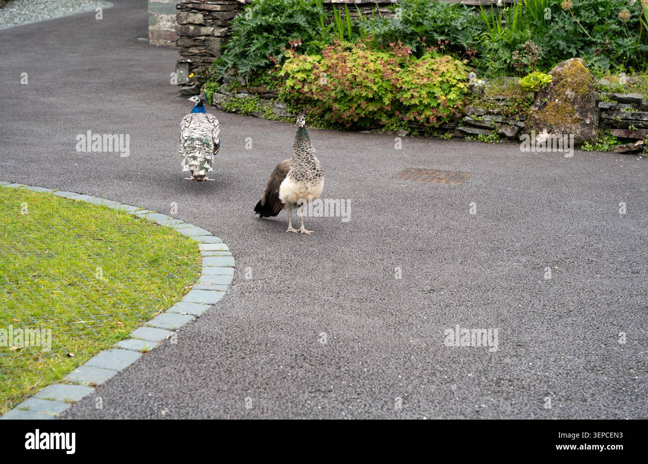 Zwei Pfauen bewegen sich frei auf einer Straße im Dorf Elterwater, Cumbria, Lake District Stockfoto