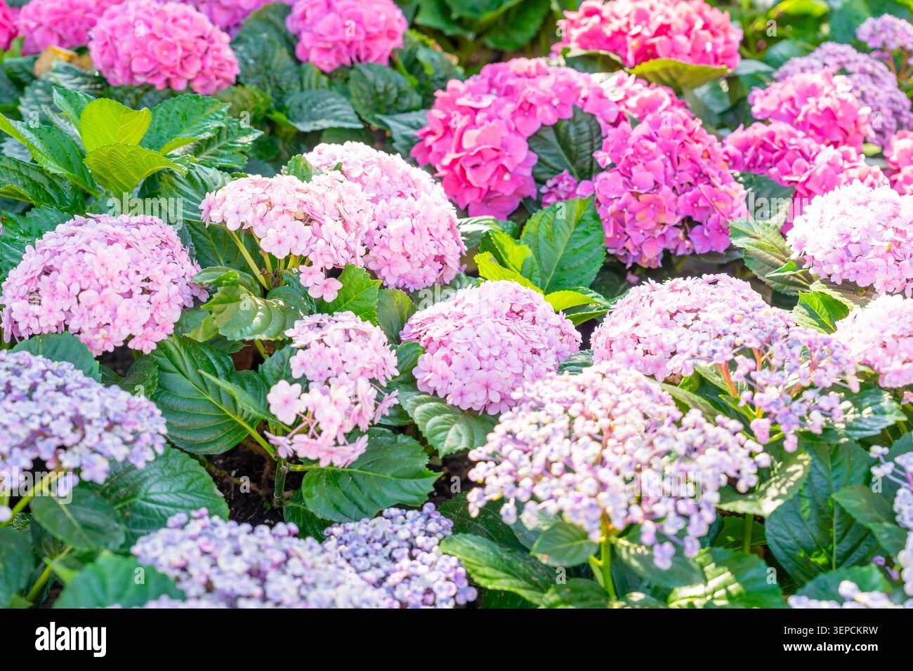 Blühende Sorte bigleaf-Hortensie, Hydrangea macrophylla. Stockfoto