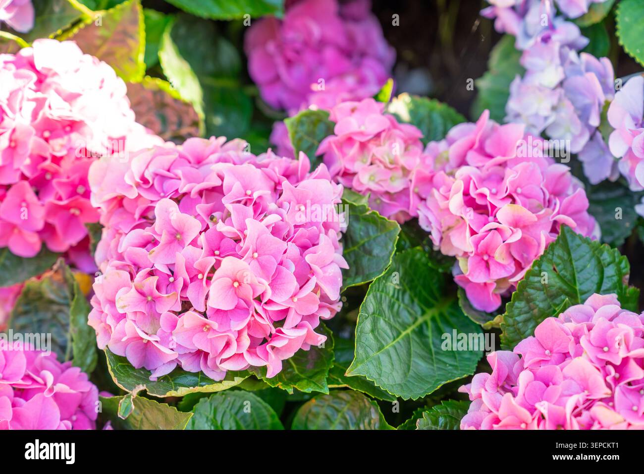 Blühende Sorte bigleaf-Hortensie, Hydrangea macrophylla. Stockfoto