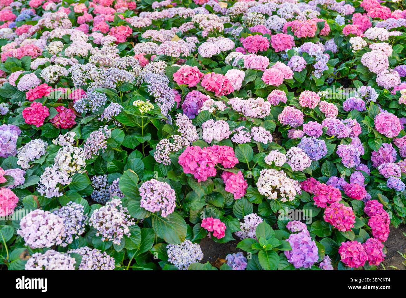 Blühende Sorte bigleaf-Hortensie, Hydrangea macrophylla. Stockfoto