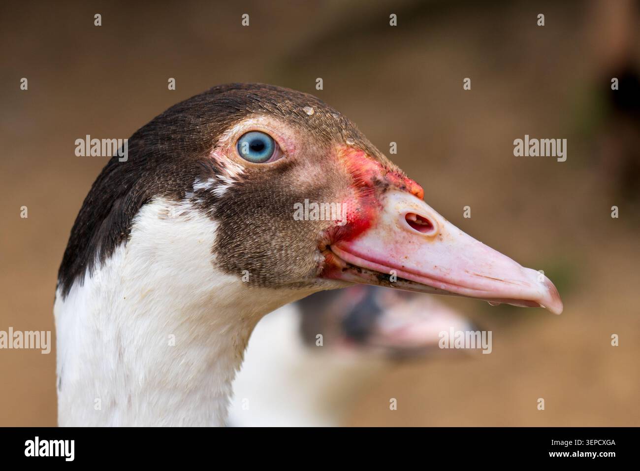 Der Kopf der Moschusenten hebt das leuchtende hellblaue Auge und die charakteristischen rosafarbenen und roten Karunkel um die Rechnung hervor. Stockfoto
