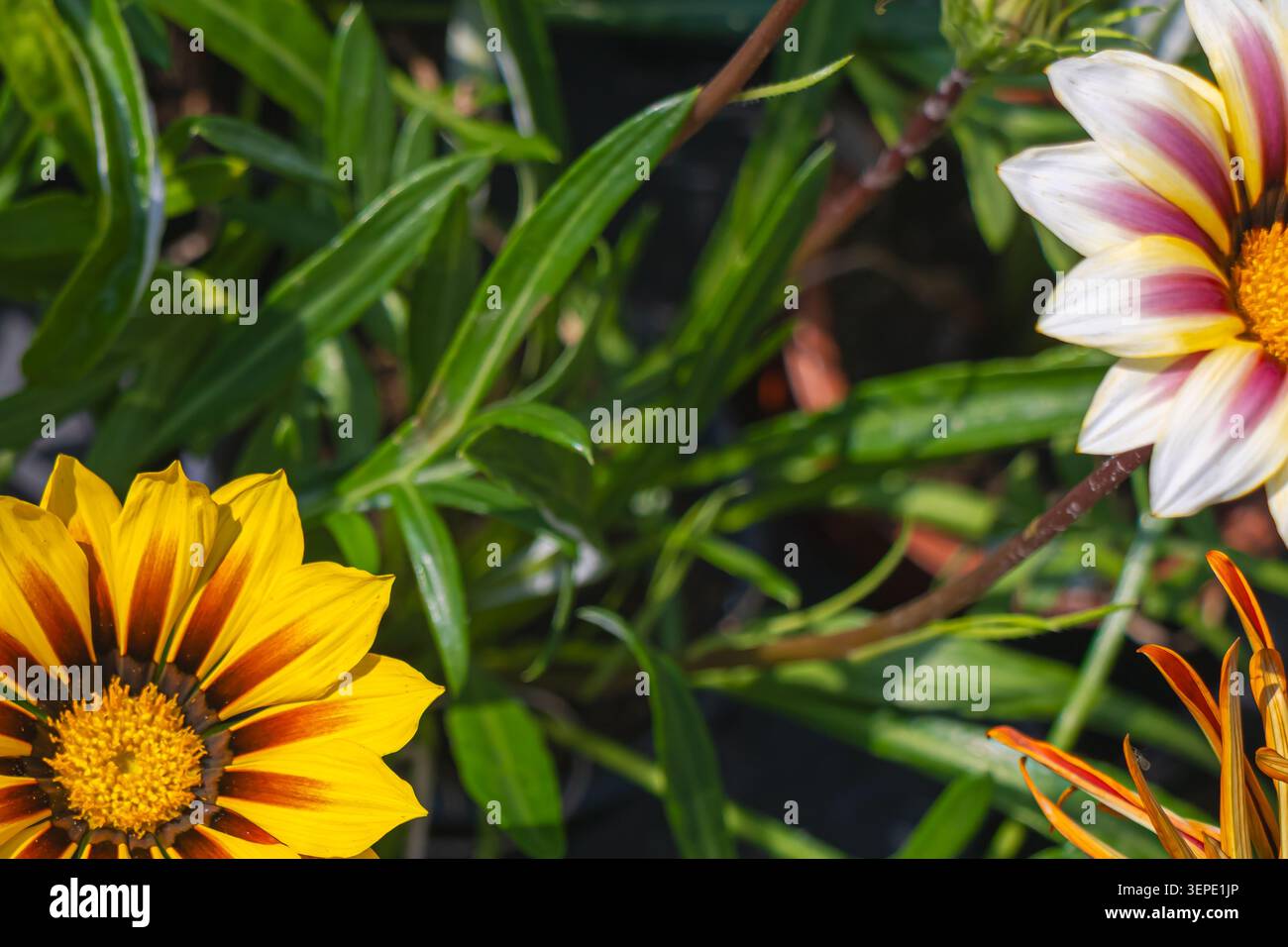 Leuchtende Gazanienblüten zeigen auffällige gelbe, weiße und burgunderrote Streifenblätter auf sattem grünen Laub und schaffen so einen lebendigen Ziergarten Stockfoto