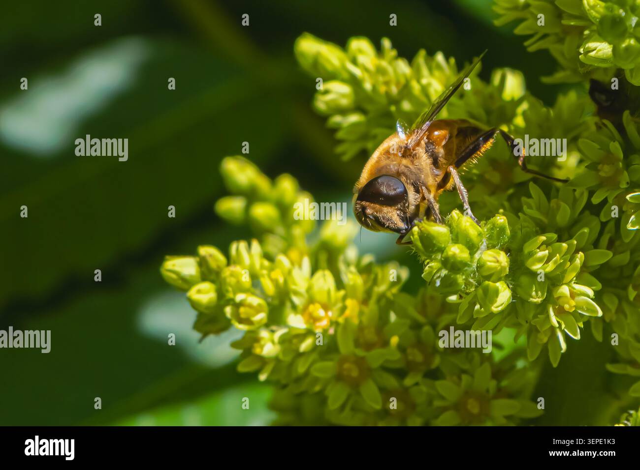 Eine hoverfly ernährt sich von winzigen grünen Blüten bei hellem Sonnenlicht und hebt das Bestäubungsverhalten und komplizierte Insektendetails in einer natürlichen Gartenumgebung hervor Stockfoto