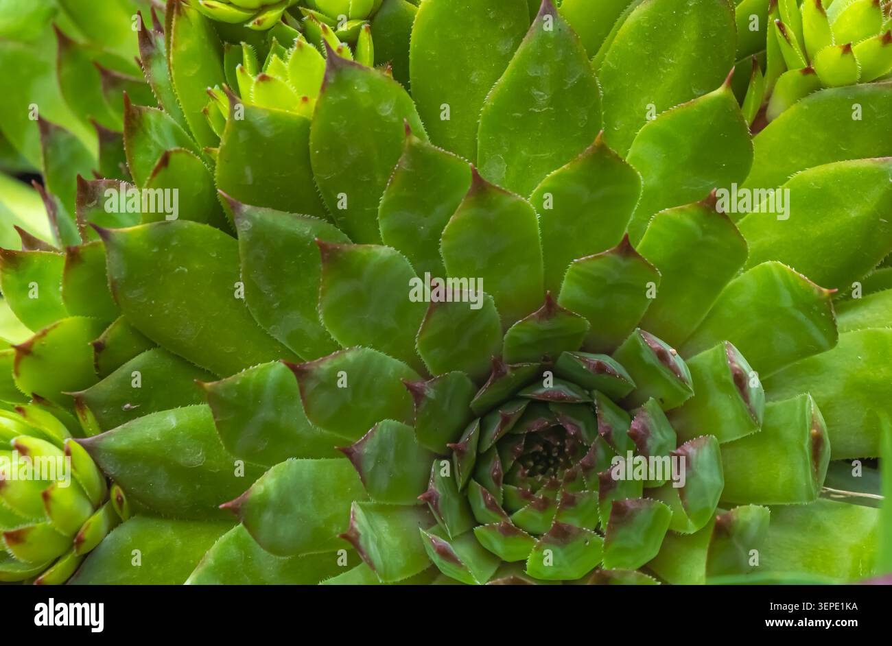 Detaillierte Makroansicht einer grünen Hühner und Küken Sukkulenten, die ein symmetrisches Rosettenmuster mit fleischigen Blättern und natürlicher geometrischer Struktur in A bilden Stockfoto