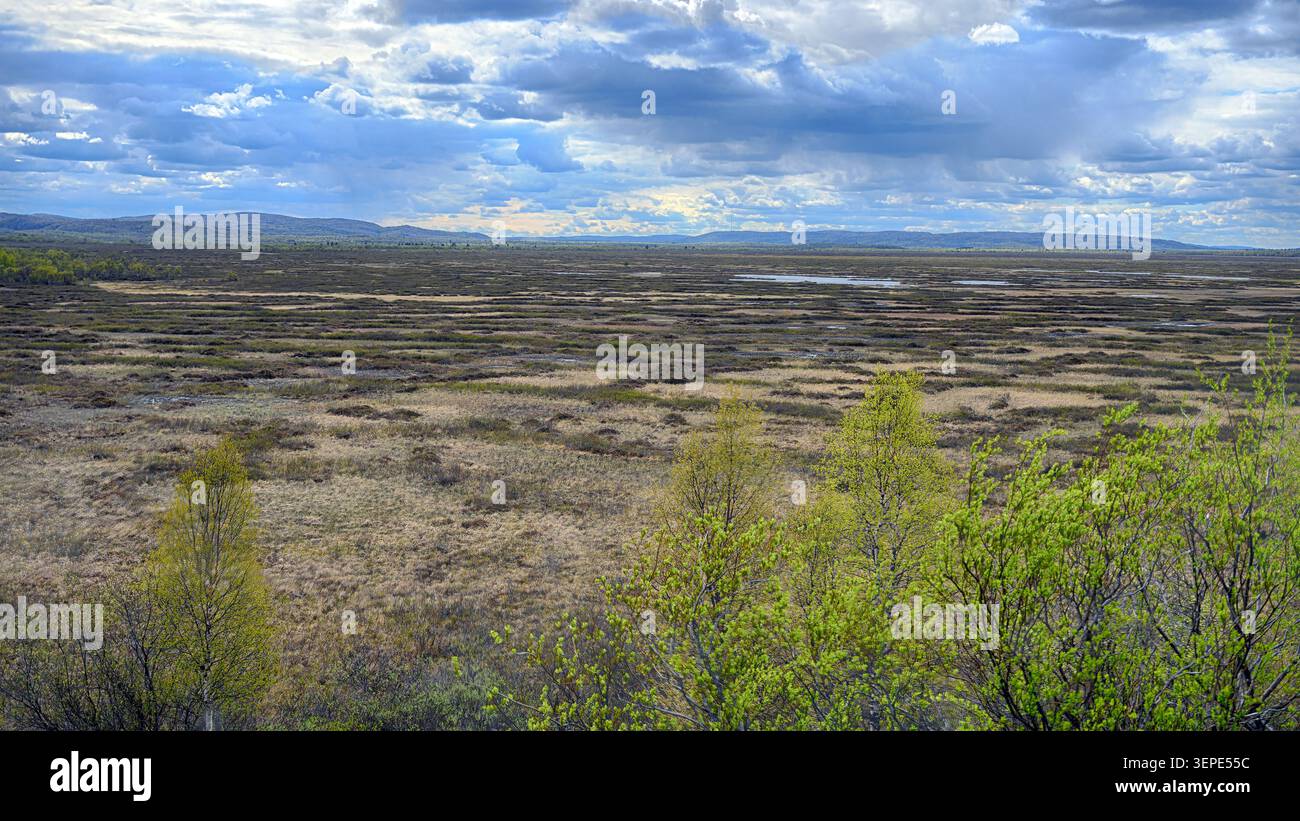 Das große Sumpfgebiet und Naturschutzgebiet „Færdesmyra“ in Süd-Varanger, Finnmark, Nordnorwegen. Foto vom Juni 2026. Stockfoto