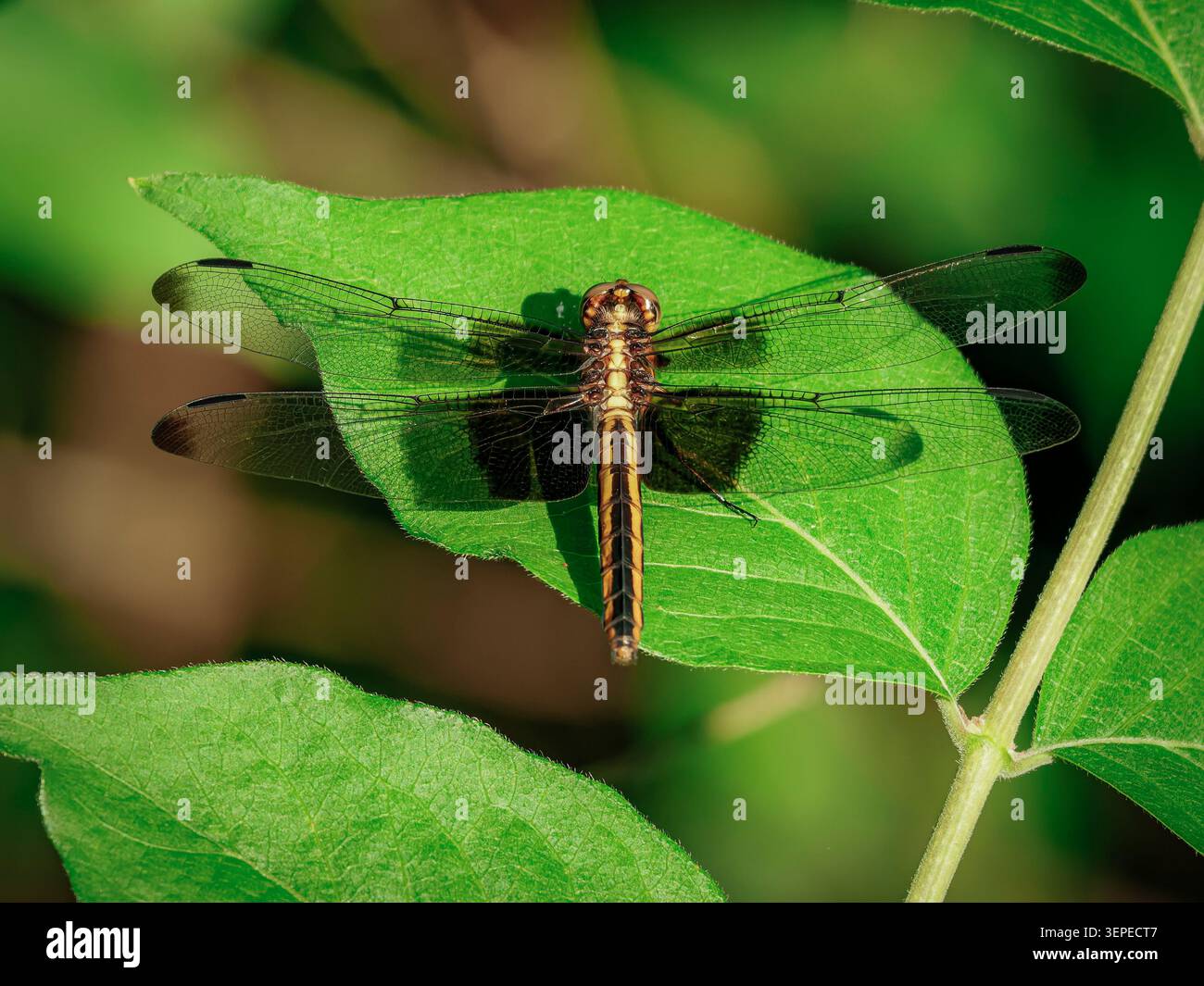 Eine Libelle mit gemusterten braunen und gelben Markierungen liegt flach auf einem leuchtend grünen Blatt, das aus einer Top-down-Perspektive bei hellem Sonnenlicht aufgenommen wurde Stockfoto