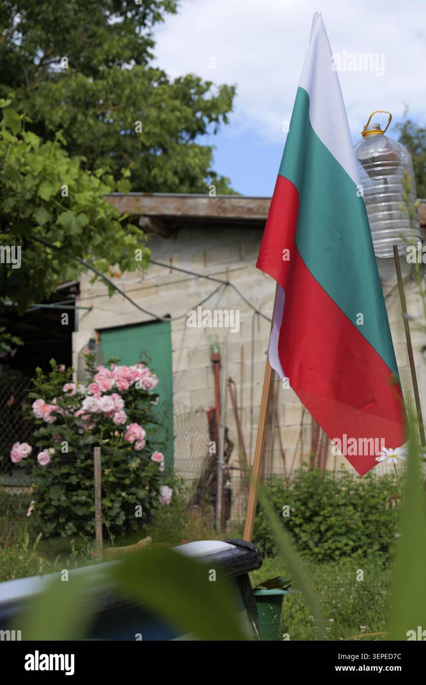 Die bulgarische Flagge schwingt über rosa Rosen in einem rustikalen Dorfgarten und symbolisiert Nationalstolz und einfaches, friedliches Landleben unter einer leuchtend blauen Summe Stockfoto