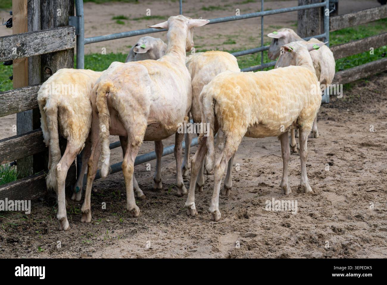 Frisch gescherte Schafe im Außengehege Stockfoto