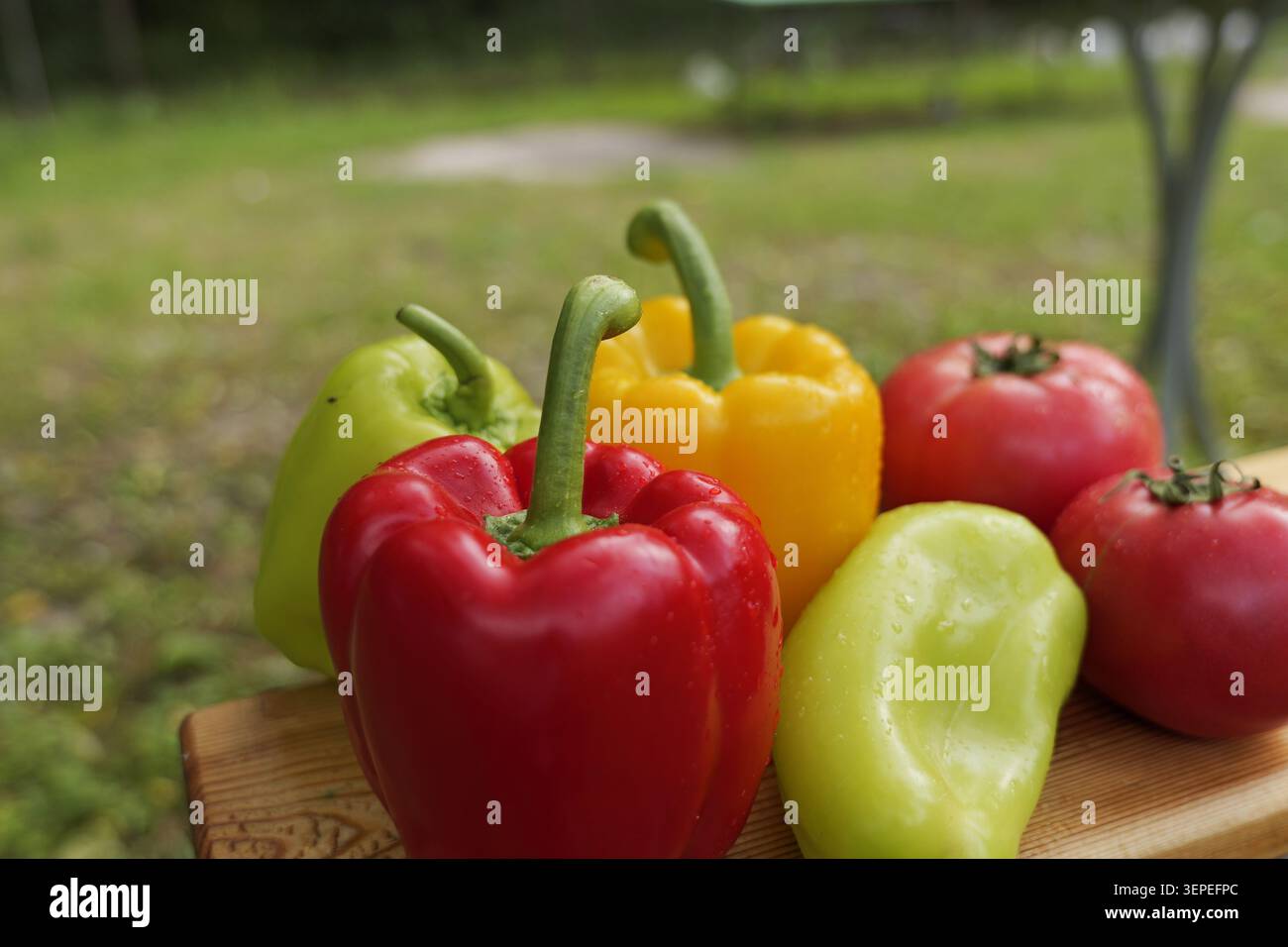 Verschiedene Paprika und reife rote Tomaten mit lebhaften Farben und gesunder Frische, kürzlich aus dem Garten geerntet und mit Wassertropfen Stockfoto