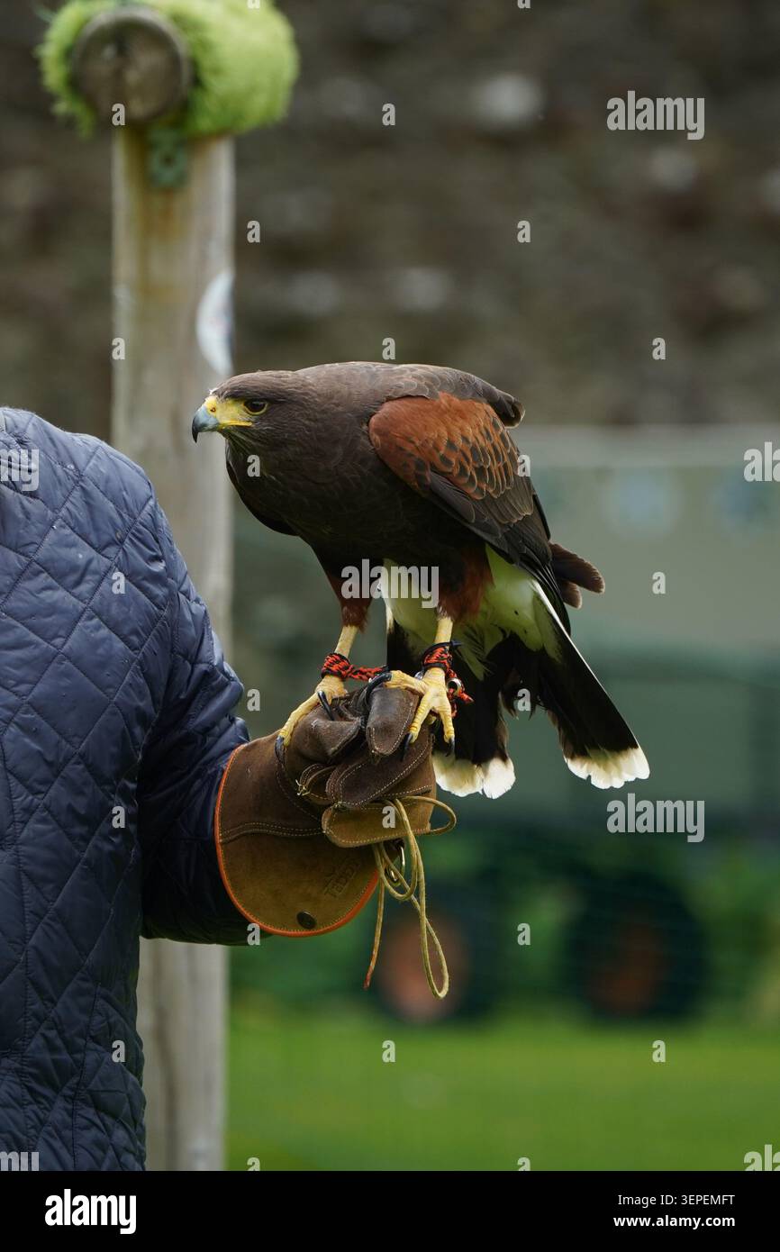 Harris’s Hawk steht im Freien auf dem Handschuh Stockfoto