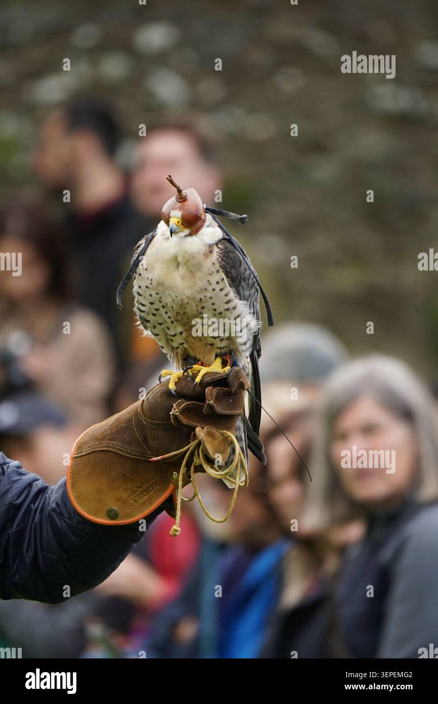 Falke mit Haube, die draußen auf Falconers Handschuh sitzt Stockfoto