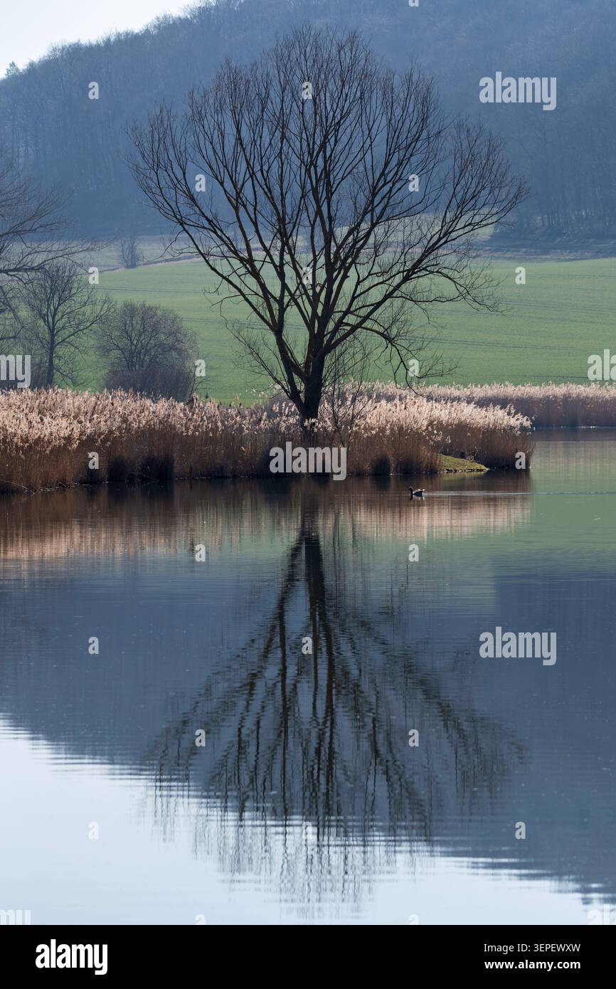 Ein stiller See mit einem Baum im Hintergrund Stockfoto