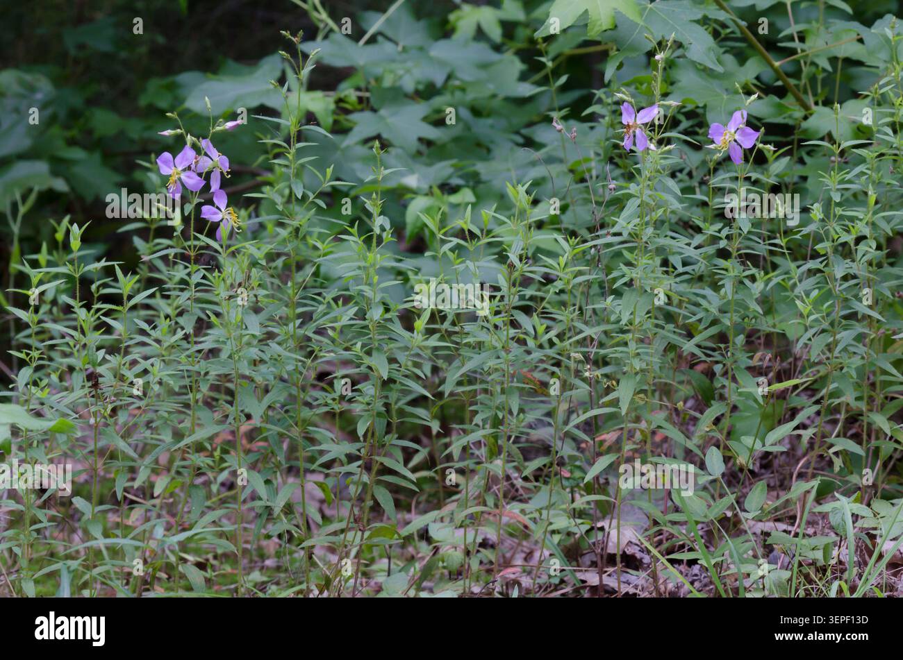 Maryland Meadowbeauty, Rhexia mariana Stockfoto