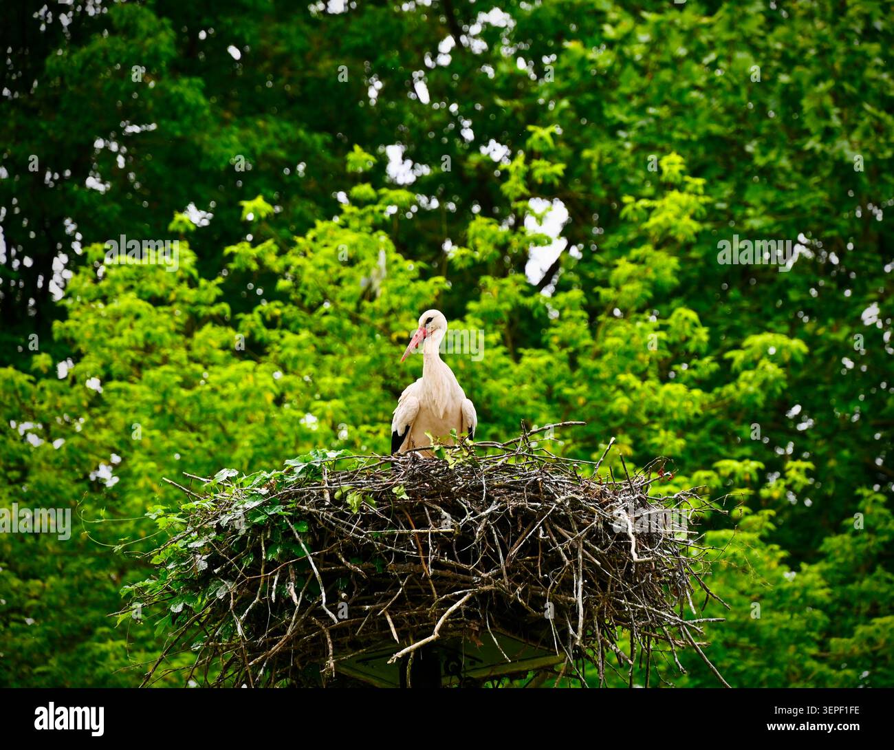 Ein wunderschöner horizontaler mittlerer Schuss eines majestätischen Weißstorchs (Ciconia ciconia), der stolz in seinem großen, komplizierten Nest aus trockenen Zweigen steht Stockfoto