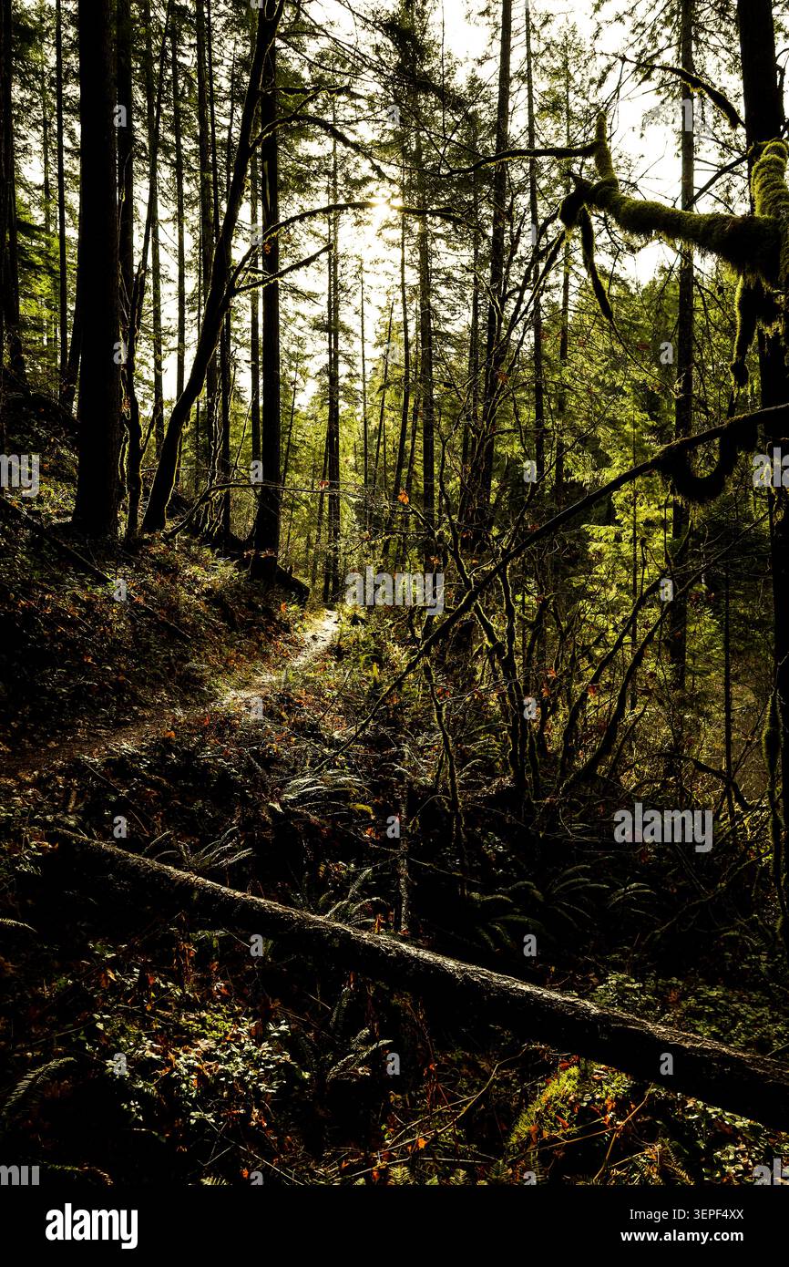 Ein sonnenverwöhnter Waldweg mit Morgenlicht, der durch einen dichten grünen Wald zieht Stockfoto