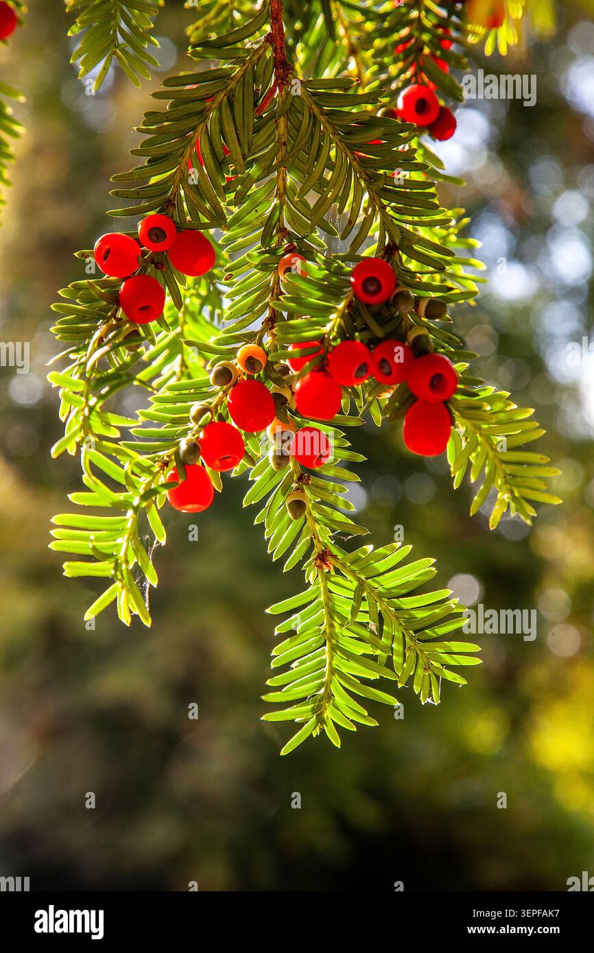 Sonnenbeschienene Eibenbeeren leuchten wie Juwelen zwischen immergrünen Nadeln – wunderschön, aber giftig – eine eindrucksvolle Erinnerung daran, dass die Natur trügerisch sein kann. Stockfoto