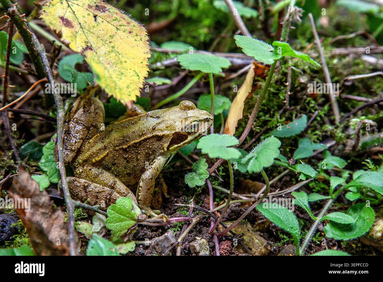 Gemeiner Frosch, getarnt zwischen Moos, Laubstreu und Waldpflanzen auf einem englischen Waldboden. Stockfoto