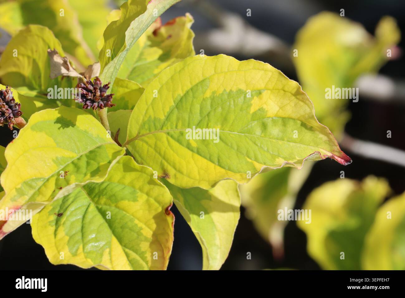 Cornus florida 'Rainbow'. Nahaufnahme eines limettengrünen und gelb gesprenkelten Blatts des Blüten-Hartriegels. Synonym Cornus florida 'Marzelli' Stockfoto