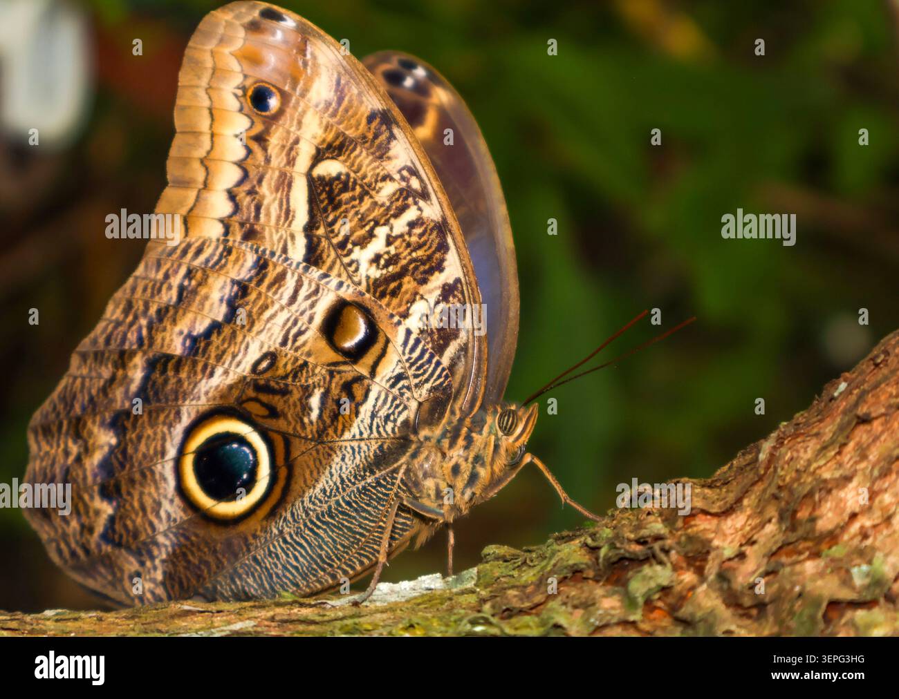 Mottenfalter liegt auf rauer Rinde. Leuchtende Flecken strahlen mit lebendigen Details. Braune Flügel halten komplexe, natürliche Muster. Üppiger grüner Hintergrund weich blau Stockfoto