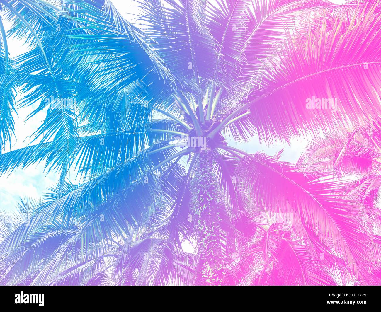 Cooler abstrakter Sommerpalmenhintergrund mit tropischen Kokosnussblättern mit leuchtenden Blau- und Rosa-Farbtönen, die eine trendige Urlaubsatmosphäre schaffen Stockfoto