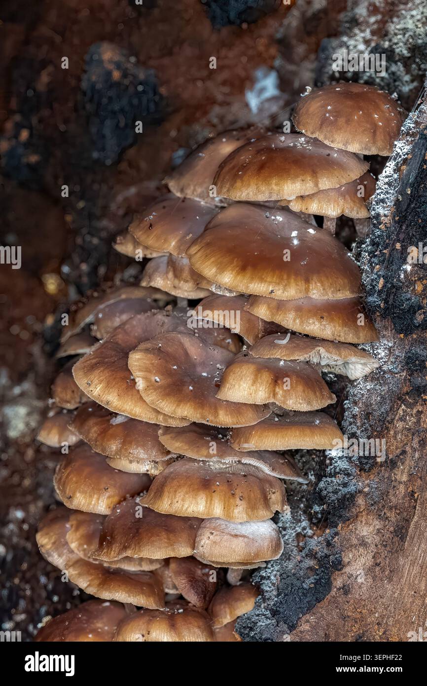 Flammulina Velutipes, Velvet Shank, Dandenongs NP, Victoria, Australien Stockfoto