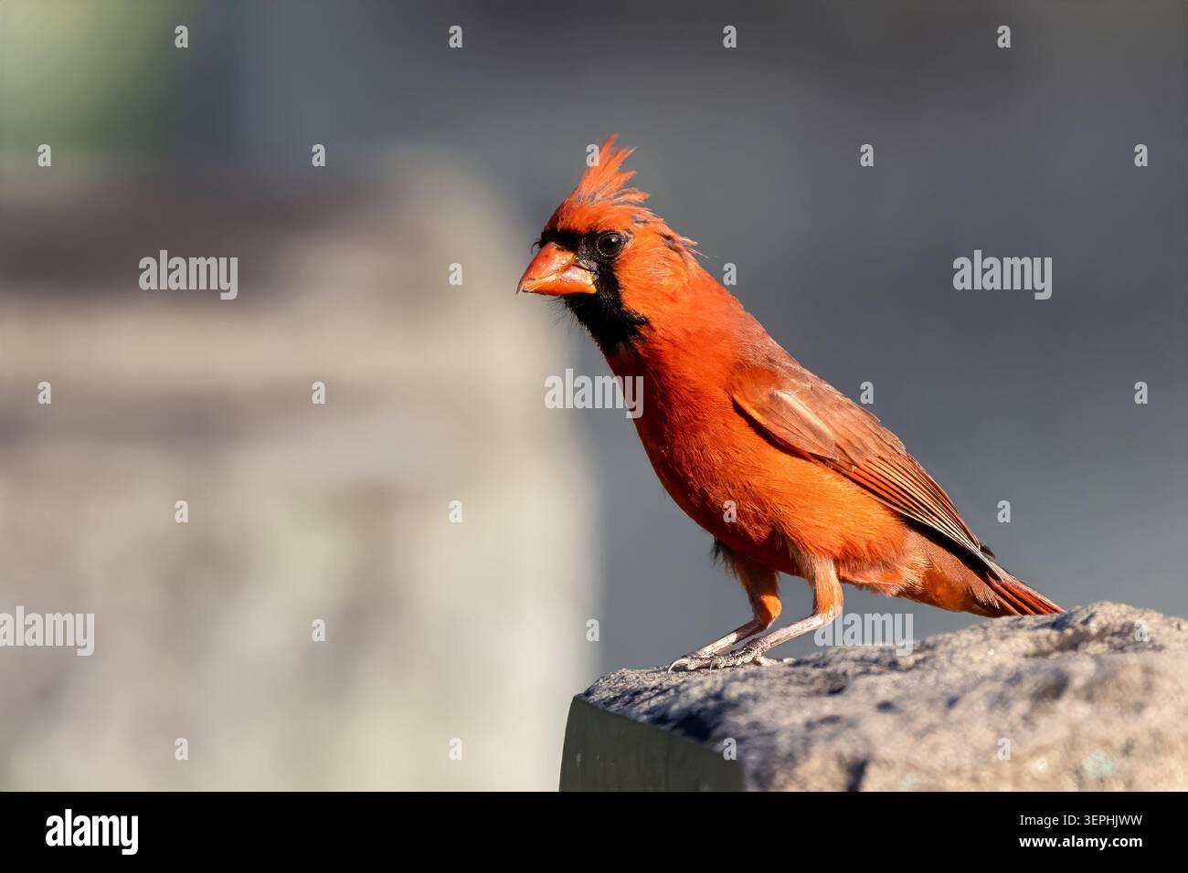 Männlicher nördlicher Kardinal, der auf dem Felsen steht Stockfoto