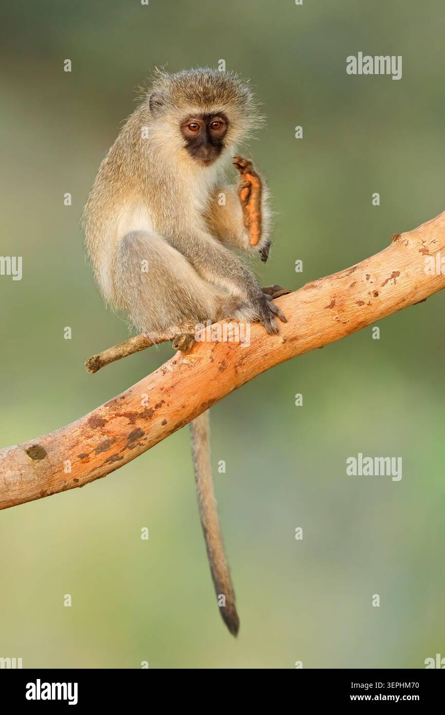 Ein kleiner Eisenkraut (Cercopithecus aethiops), der in einem Baum sitzt, Südafrika Stockfoto
