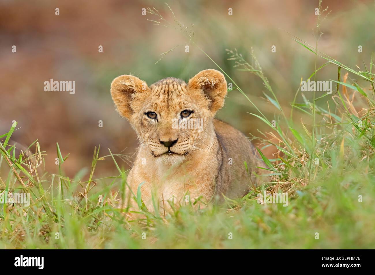 Porträt eines afrikanischen Löwenjungen (Panthera leo) in einem Einkaufszentrum in einem natürlichen Lebensraum, Südafrika Stockfoto
