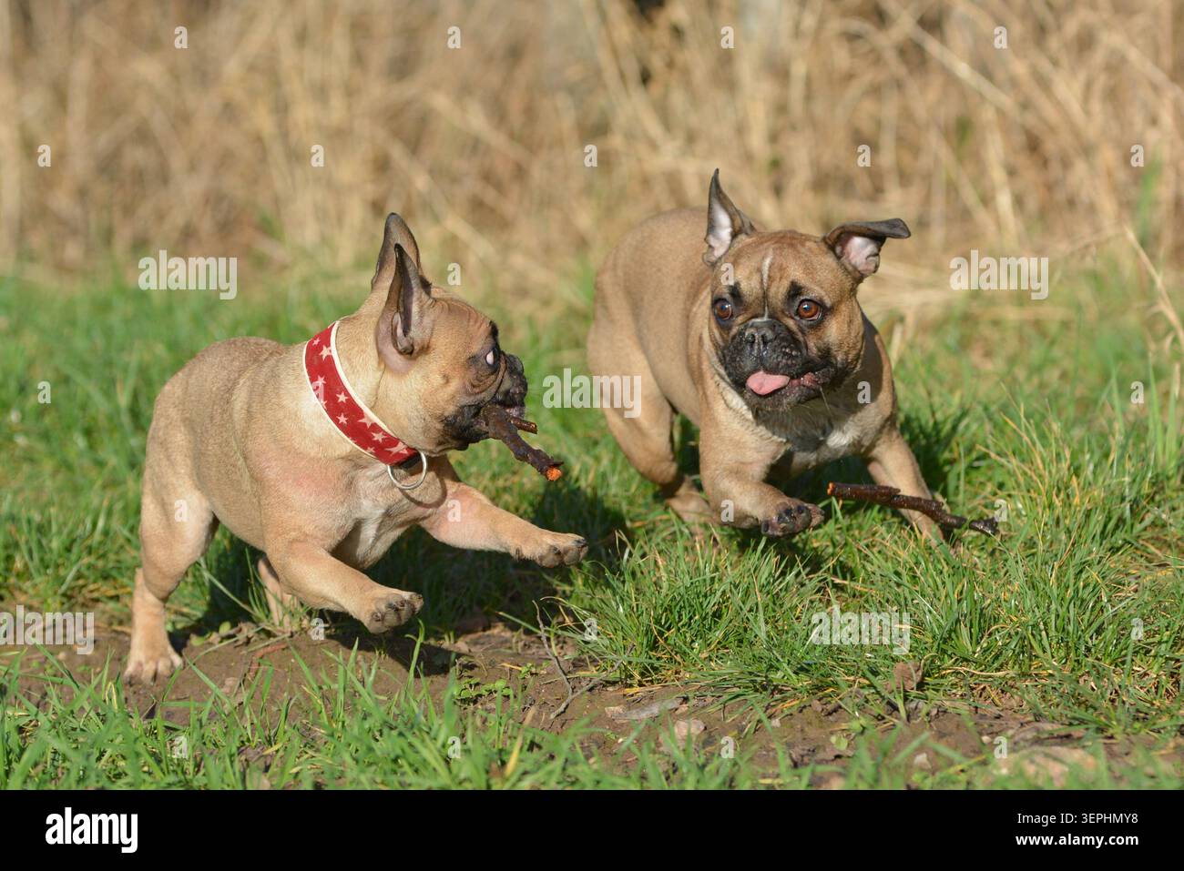 Zwei französische Bulldoggen spielen draußen mit Stöcken. Lustige Tierfreundschaft und aktiver Lebensstil mit Hunden Stockfoto