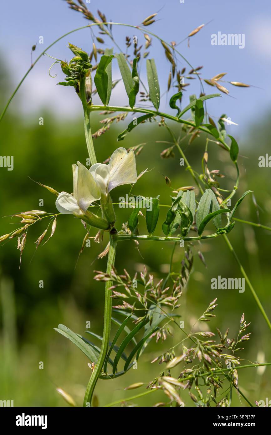 Die feinblättrige Wicke zeigt helle Blüten und dünne grüne Blätter, die in der Frühlingssaison unter hellblauem Himmel auf einem lebhaften Feld gedeihen. Stockfoto