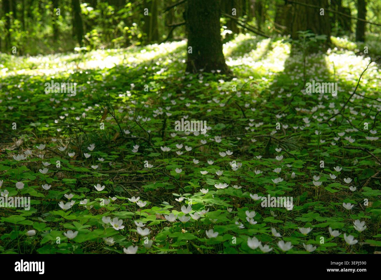 Blühender Sauerampfer (Oxalis acetosella) im Wald Stockfoto