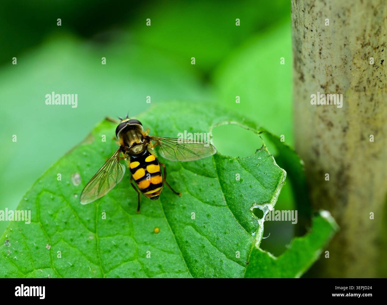 Nahaufnahme eines Batman Hoverfly auf einem grünen Blatt. Stockfoto