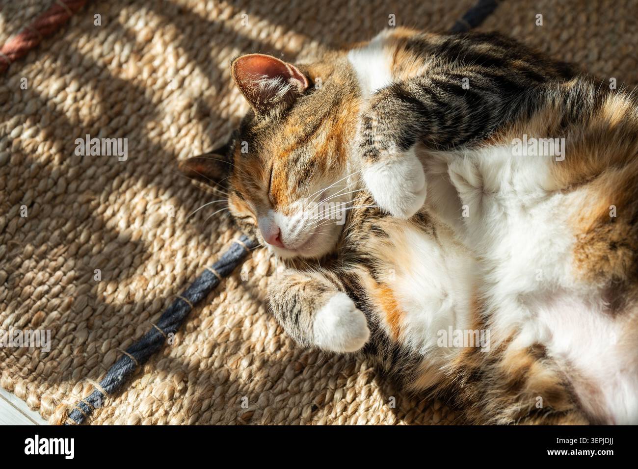 Entspannte, ruhige Calico-Katze, die zu Hause unter warmen Sonnenstrahlen auf dem Teppich schläft, Kätzchen hat einen süßen Traum. Stockfoto