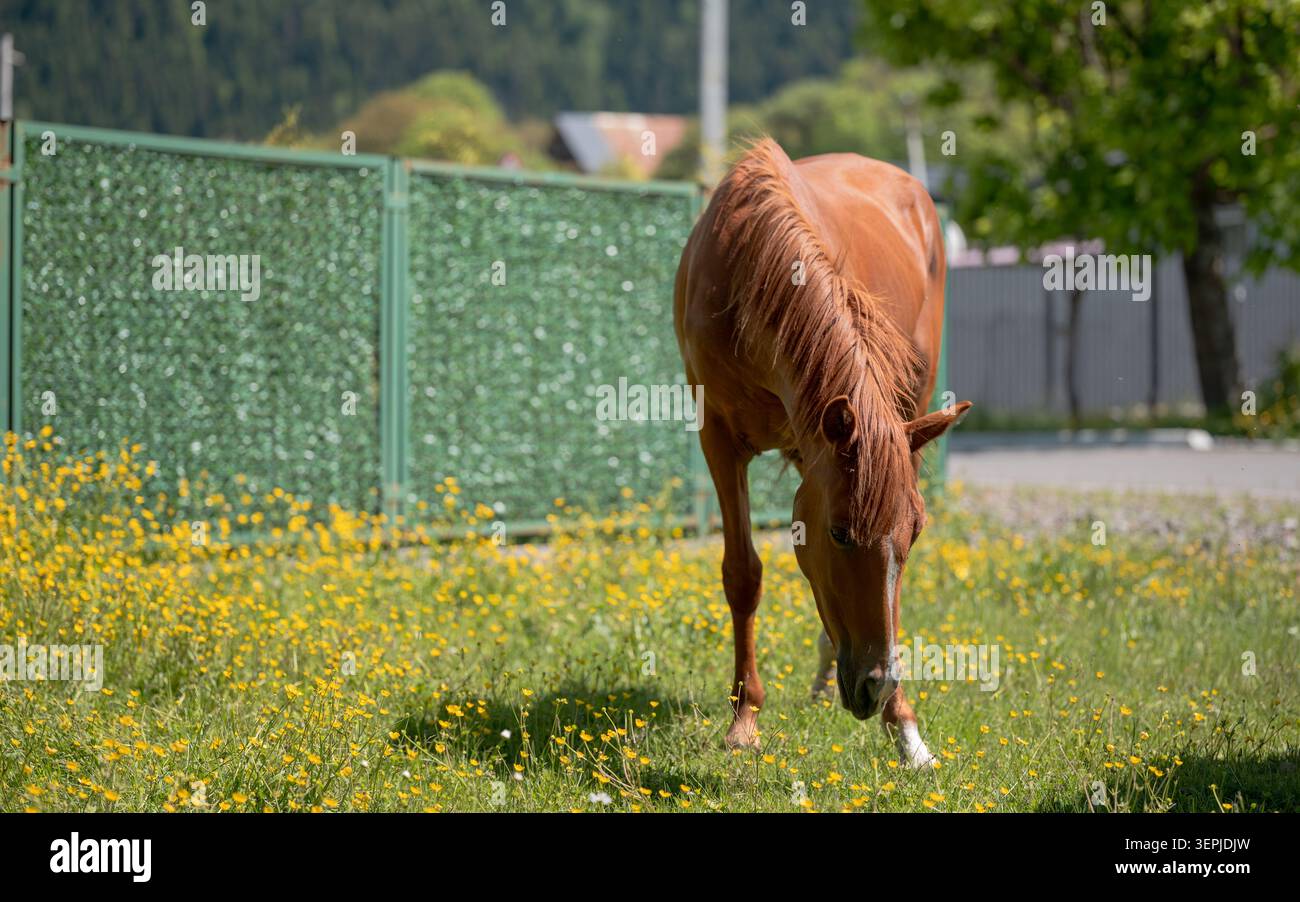 Ein braunes Pferd mit einer fließenden Mähne weidet auf einer grasbewachsenen Wiese mit kleinen gelben Wildblumen, mit einem grünen Zaun und sanft verschwommenen Bäumen in der Stockfoto