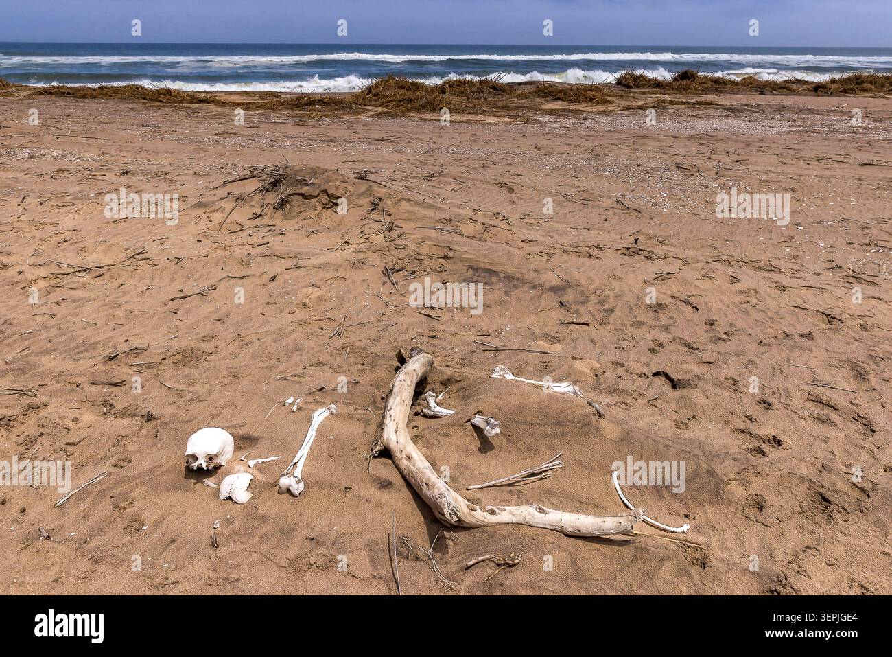 Skelett, Schädel und Knochen am einsamen Strand entdeckt Stockfoto