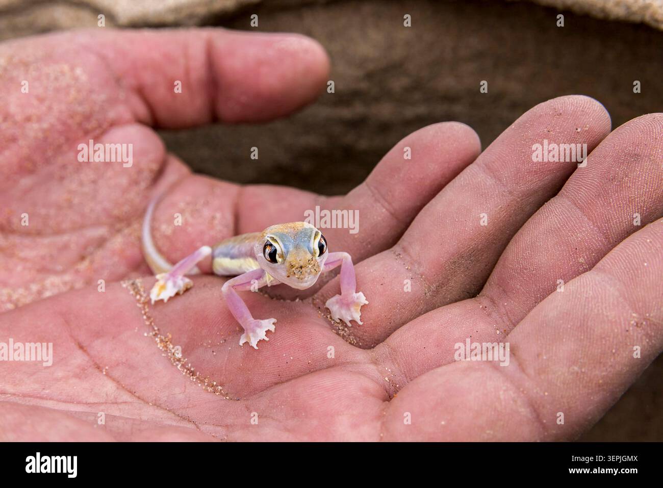 Ein winziger Namib-Sand-Gecko in der Hand eines Menschen Stockfoto